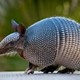 armadillo.jpg