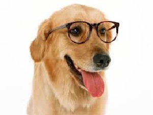 perro.jpg