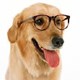 perro.jpg