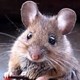 raton.jpg