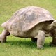 tortuga.jpg